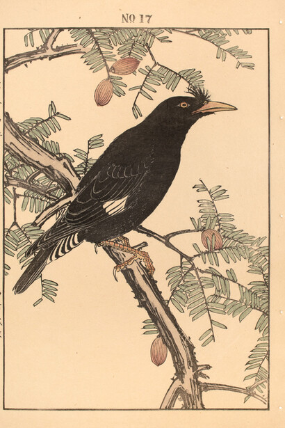 Keinen (1845 - 1923), Crested Myna and Kaya, 1892.
Keinen’s Flower-and-Bird Painting Manual (Keinen kacho gafu).
Woodblock Print. 14.5 x 10.25 (inches)
Courtesy of the artist and Ronin Gallery