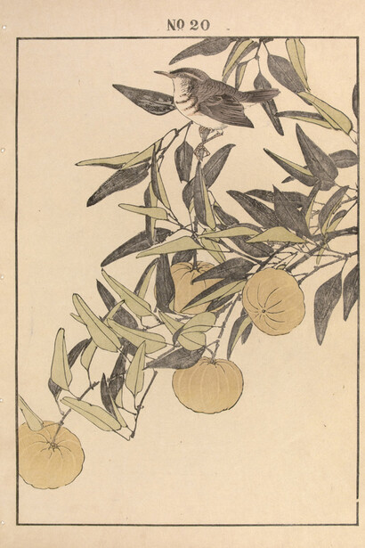Keinen (1845 - 1923), Streaked Fantail Warbler and Mandarin Orange, 1892.
Keinen’s Flower-and-Bird Painting Manual (Keinen kacho gafu).
Woodblock Print. 14.5 x 10.25 (inches)
Courtesy of the artist and Ronin Gallery