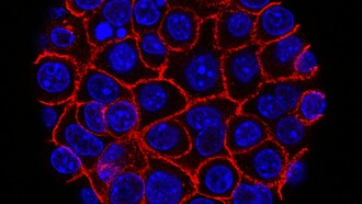 New hope for pancreatic cancer: researchers identify CAPG, a promising biomarker that could transform early detection and future treatment strategies