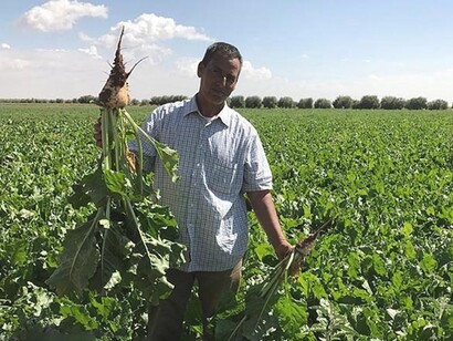 Climate variability has always been a constraint on the development of the agricultural sector in Morocco
