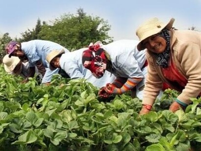 Irrigation has been placed at the centre of structural cross-cutting reforms aimed at dealing with the scarcity of water resources