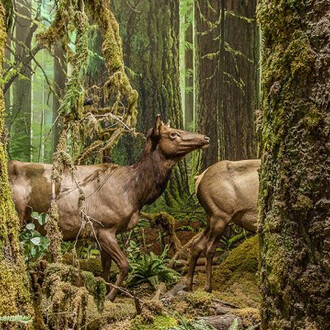Natural History. Courtesy of Royal BC Museum