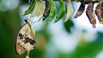 A brown and white swallowtail butterfly emerging from its cocoon, symbolizing transformation and new beginnings