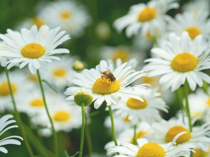 A bee pollinating a flower to obtain the nutrients it needs, an exchange that not only nourishes the bee but also ensures the flowers' pollination