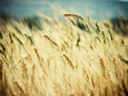 Las plantas de un campo al ser movidas por el viento. El aire es el lado sensual del espíritu y en el esoterismo islámico