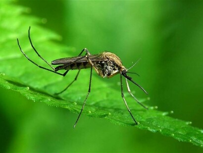 Insecto transmisor del virus zica