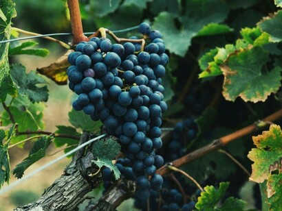 La viticultura cilena combina tradizione antica e tecniche moderne, producendo vini di qualità riconosciuti a livello mondiale