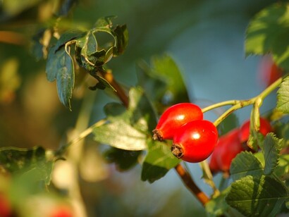 Rosa canina, frutti