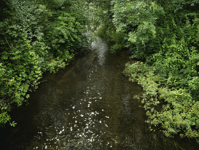Ellie Davies, Chalk Streams. Courtesy the artist