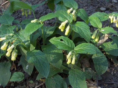 Symphytum tuberosum