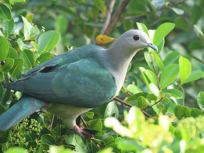 Green Imperial Pigeon © Gehan de Silva Wijeyeratne