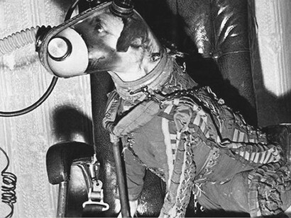 Particolare del casco di Laika ©Roscosmos