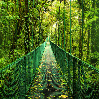 In Costa Rica, forest areas have recovered from 25% in 1940 to more than 53% of the total area