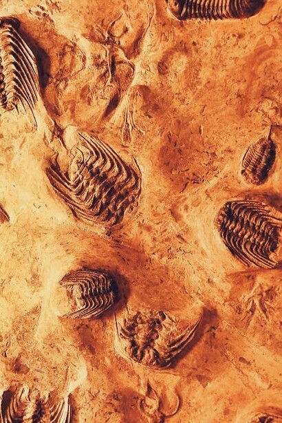 Fossili, Oxford, Regno Unito