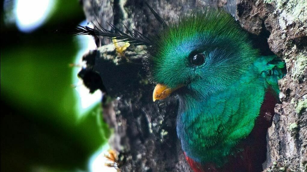 El Quetzal