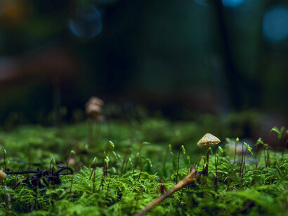 Psychedelic mushrooms and neuroplasticity, unveiling the brain's secrets and inspiring new levels of development