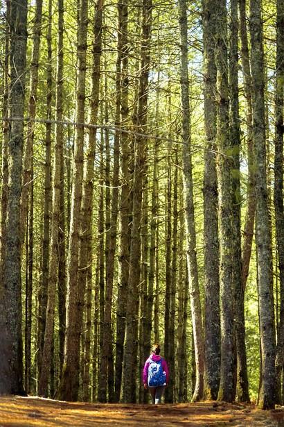 The trail winds through lush forests of pine, oak, and rhododendron, with occasional clearings that offer glimpses of distant mountains and the sparkling blue waters of Rara Lake, Nepal