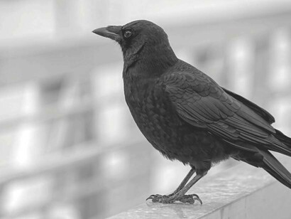 The raven perched on a ledge waiting to take flight and pounce on its prey