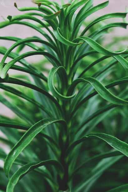 A green plant with thin leaves. Plant starch is a renewable source