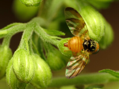 Un bicho merodea bajo la mesa de pierna en pierna, a veces más abajo, otras por los muslos; lo espantan a coces. Mosca de la fruta (Drosophila melanogaster)