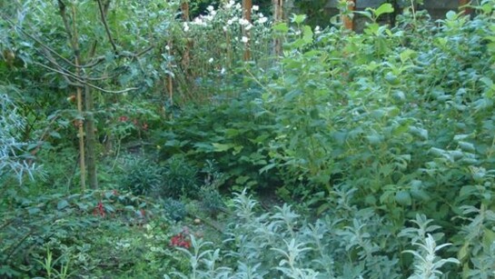 An ancient orchard transformed into a city garden inside the walls of Padua