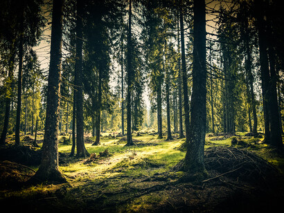 Magnificent trees