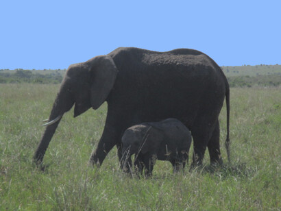 Elephant and her baby