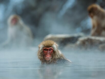 Macaque of Japan