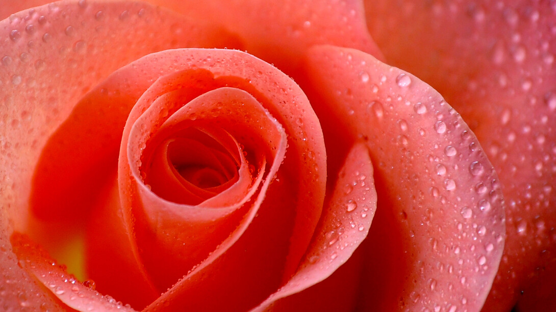 Rosa passione