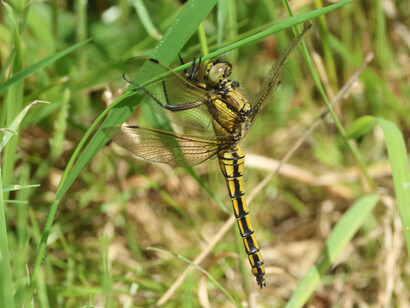Black-tailed Skimmer female © Gehan de Silva Wijeyeratne