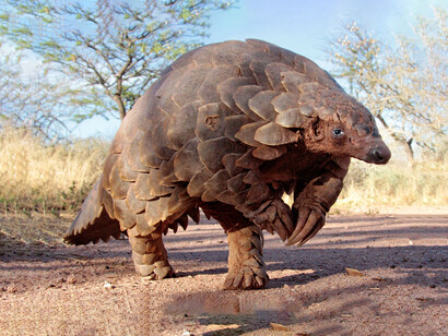 Researchers speculated that the virus may have jumped from horseshoe bats to pangolins before infecting humans