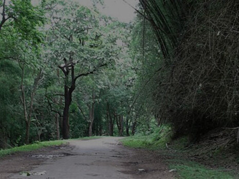 Explore the scenic ghat road in Anamalai Tiger Reserve, Pollachi, India, for unforgettable adventures