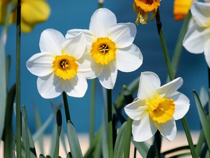 Narcisos