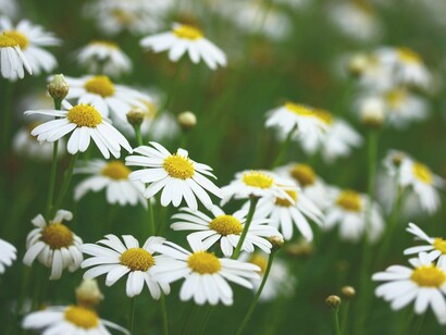 Delicate daisies bathed in natural light, thriving in a lush green field and reminding us how nourishment from sunlight, soil, and water sustains the beauty of nature
