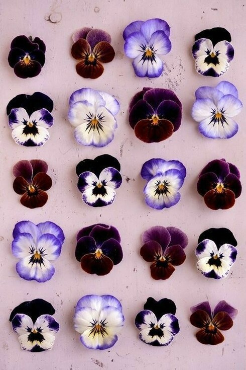 Viole del pensiero