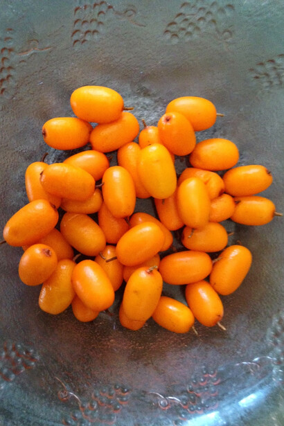 Hippophae rhamnoides