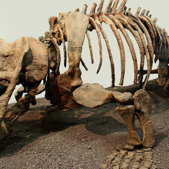 Palaeontology, exhibition view. Courtesy of National Museum Bloemfontein