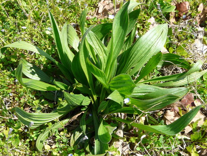 Foglie di Piantaggine (Plantago lanceolata)