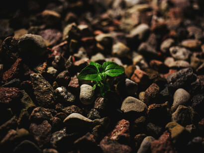 A sapling attempts to grown among rocks