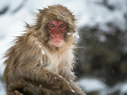 Macaque of Japan