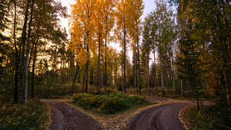 A path splitting the forest, giving the traveler the opportunity or the weight of a decision