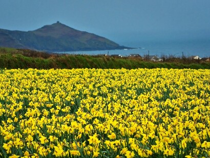 Campo de narcisos amarillos en Irlanda