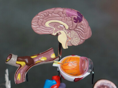 Estudos com neuroimagem mostram que a terapia cognitivo-comportamental altera circuitos neurais envolvidos em emoções, memória e tomada de decisão