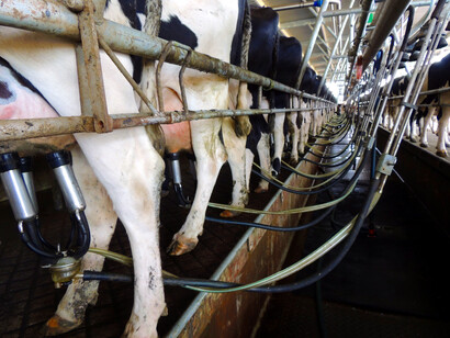 Mungitura meccanica di bovini da latte