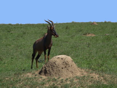 Topi is a medium-sized antelope