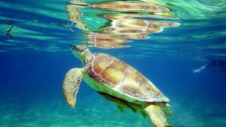 Les tortues à Akumal, Yucatan