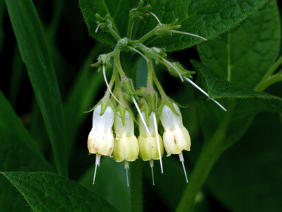 Symphytum tuberosum