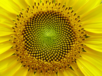 Capolino di girasole (spirali logaritmiche in base alla serie di Fibonacci)
