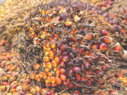 Fresh oil palm fruits, showcasing the key role of palm oil in supply chains