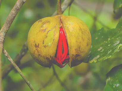 Discover the richness of ripe nutmeg, perfect for harvesting